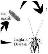Metamorfosis Tidak Sempurna Pada Jangkrik Karena Selama Hidupnya Tidak Mengalami